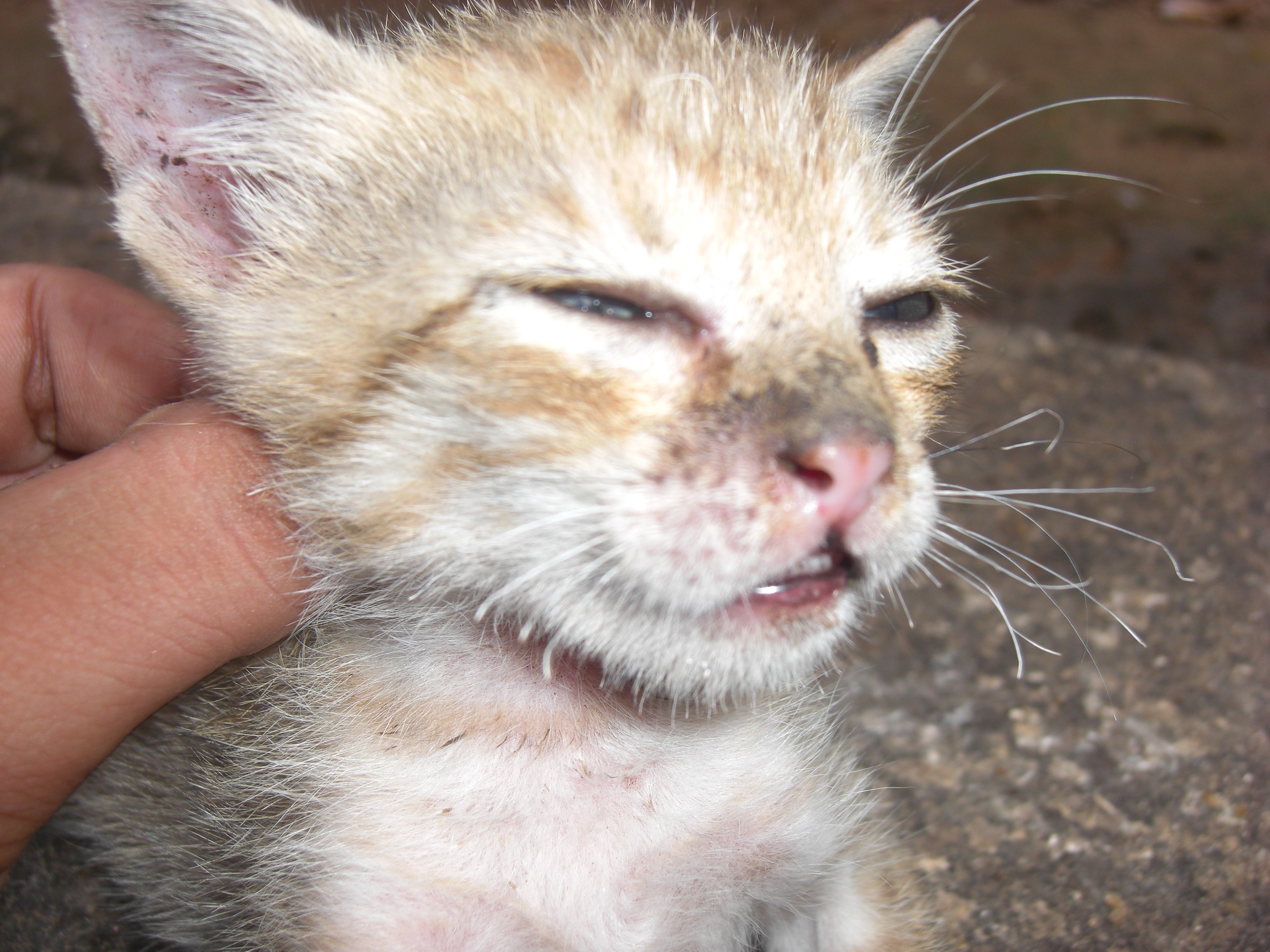 The Mysterious Language of Chirps and Trills (Image Credits: Wikimedia)