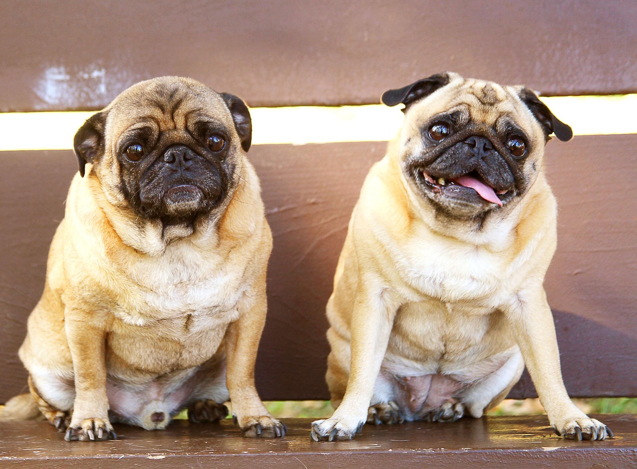Pugs: Ancient Companions with Modern Hearts (Image Credits: Pixabay)