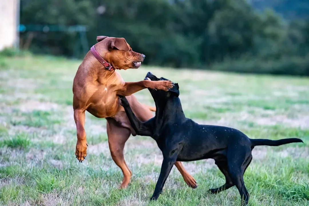 #3: Dogs Need a Dominant "Alpha" Human to Respect Them (Image Credits: Unsplash)