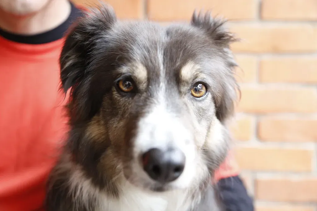 Why Dogs Are So Good at Reading Our Hidden Signals (DFID - UK Department for International Development, Flickr, CC BY 2.0)