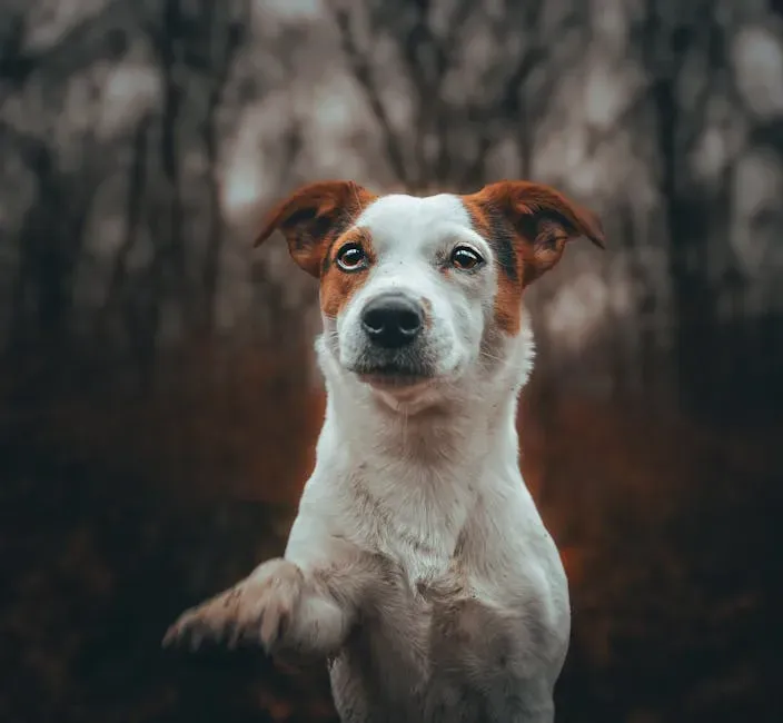The Language of Paws: What That Lifted Foot Really Means (Image Credits: Pexels)