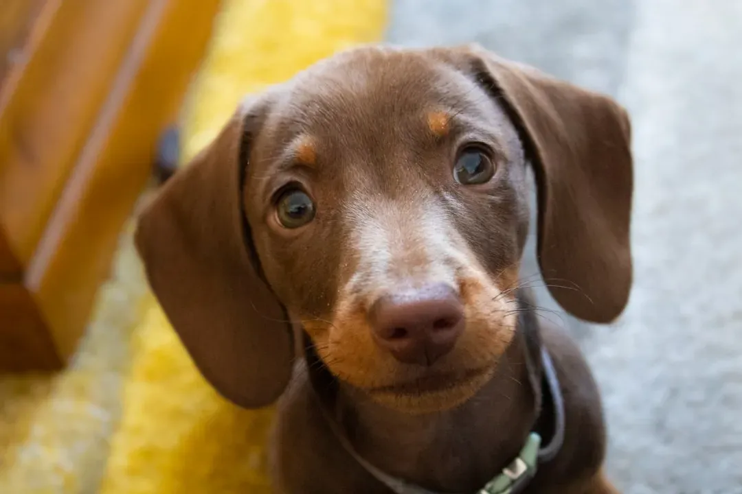 5. Dachshund: The Tiny Dog with Enormous Attitude (Image Credits: Unsplash)