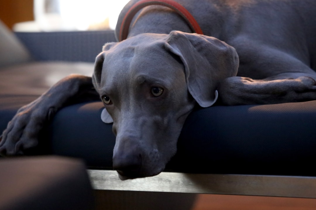 Greyhound: The Gentle Giant (Image Credits: Unsplash)