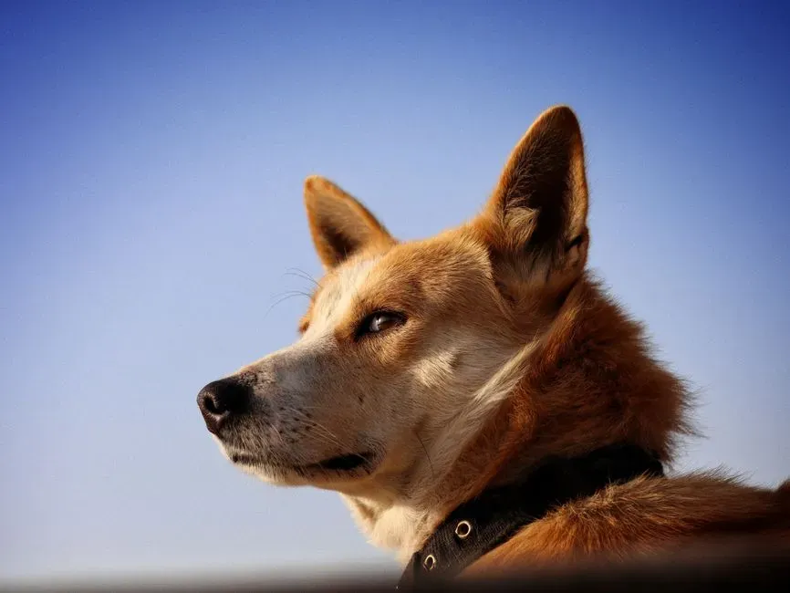 11. Dingo Genetics Are Forcing Scientists to Rethink “Dog” and “Wolf” Labels (Image Credits: Pexels)