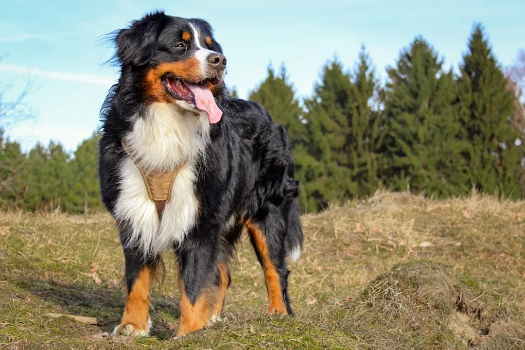 7. Bernese Mountain Dog: The Calm Swiss Giant (Image Credits: Unsplash)