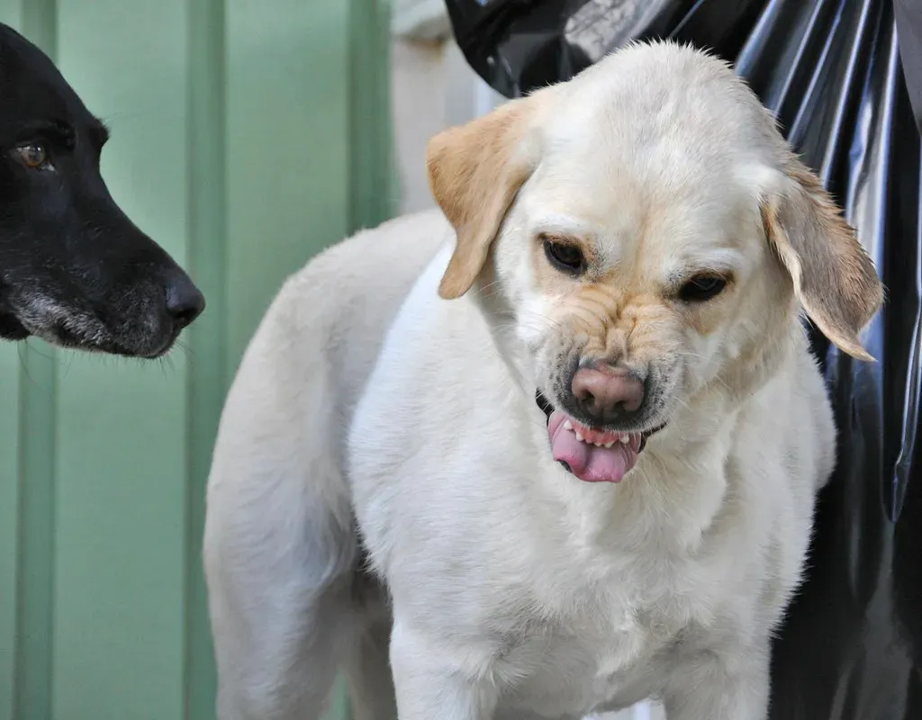 Growling That Doesn't Sound Playful (Image Credits: Flickr)