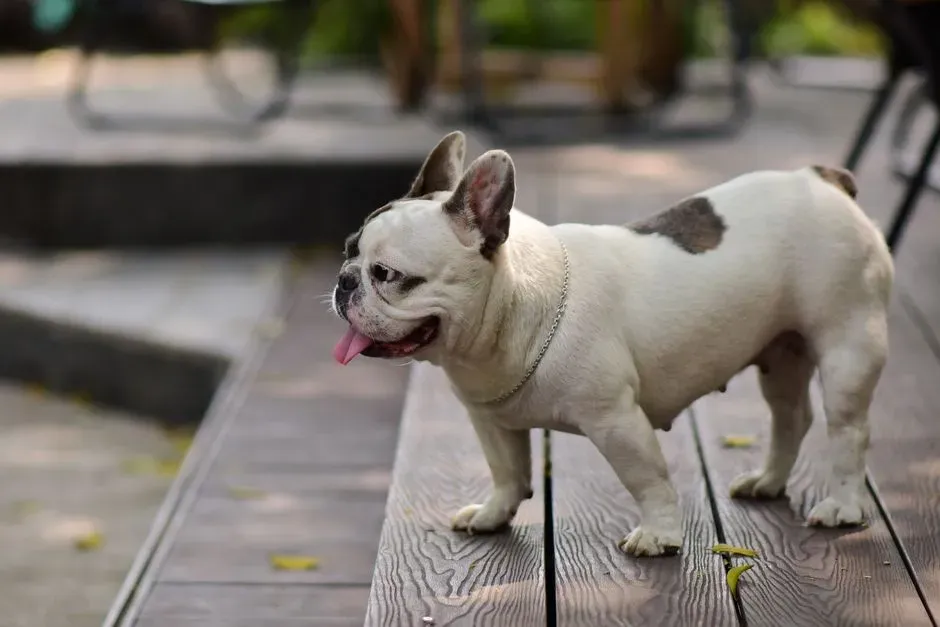 2. French Bulldog (Image Credits: Pexels)