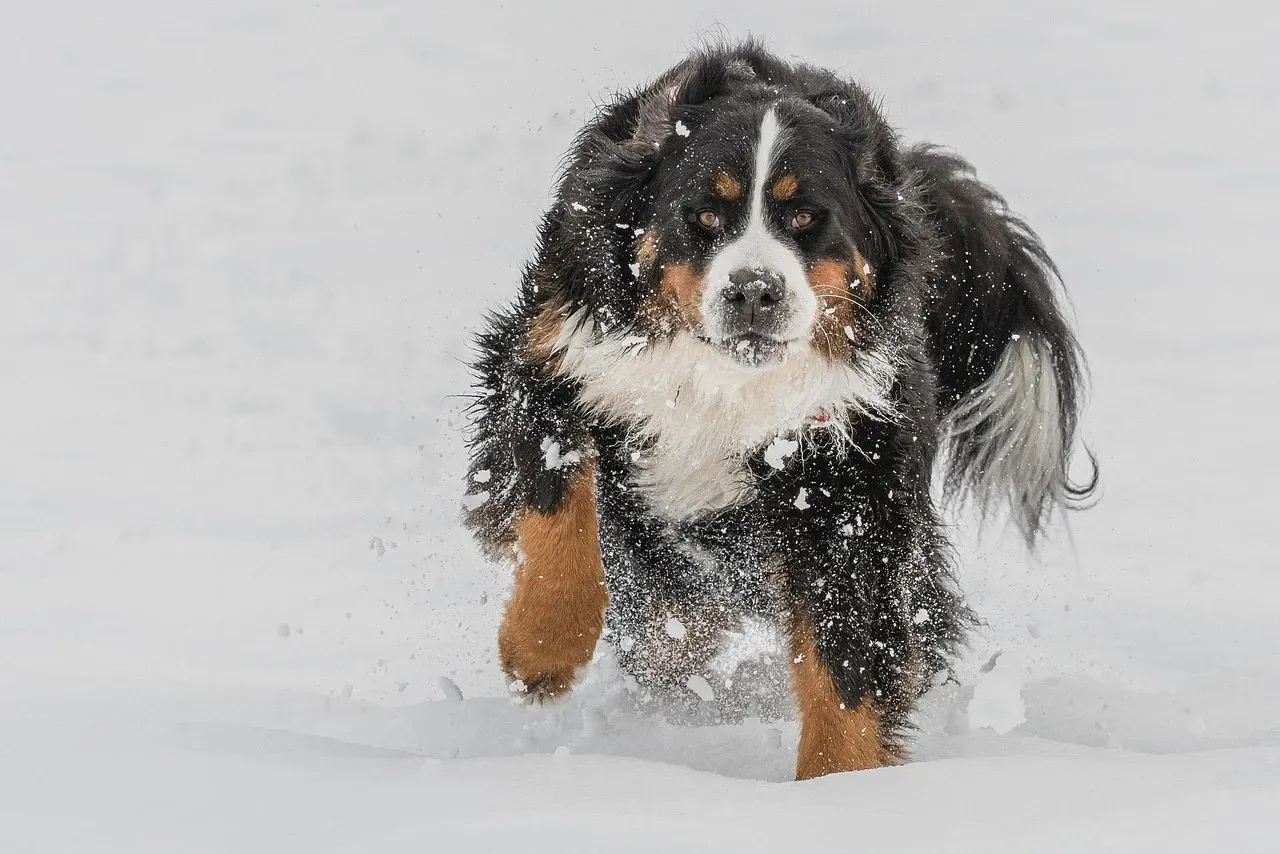 3. Bernese Mountain Dog (Image Credits: Pixabay)