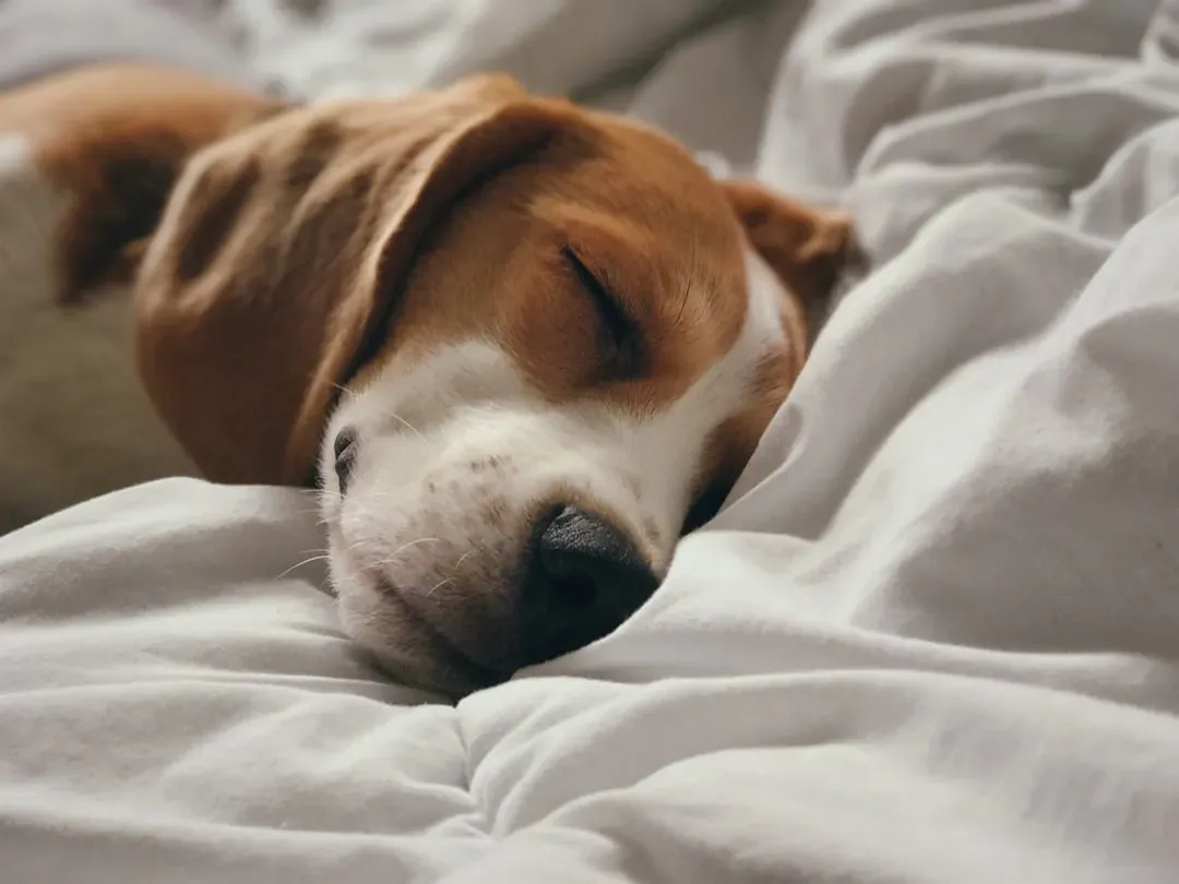 #8 - Your Sleep Pattern Quietly Resets (Image Credits: Unsplash)