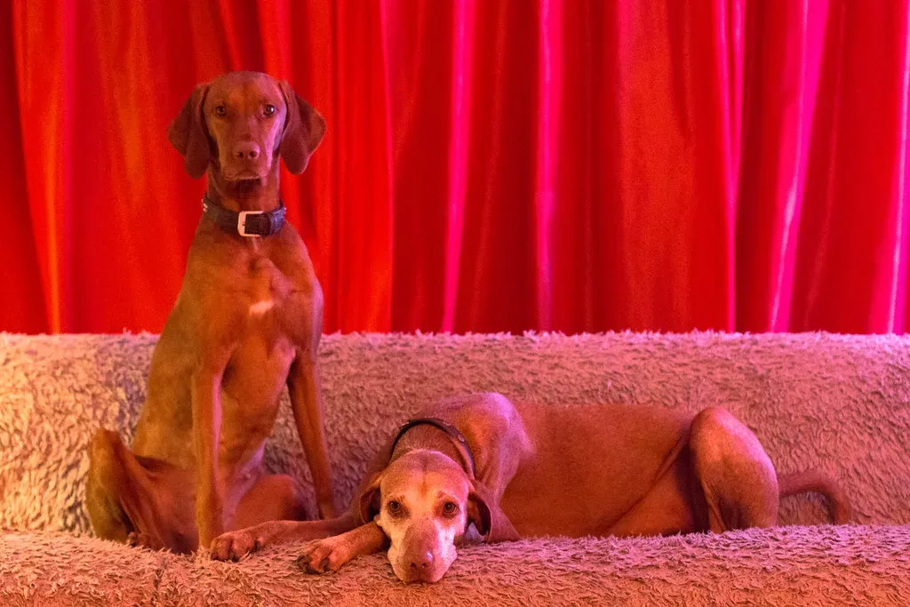 12. Vizslas (Image Credits: Flickr)