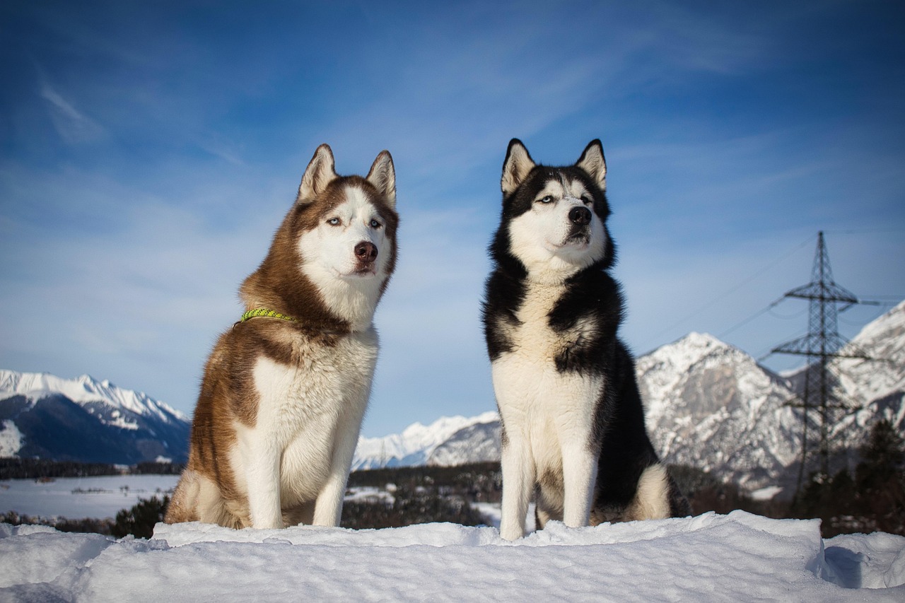 Siberian Husky: The Ultimate Snow Machine (Image Credits: Pixabay)