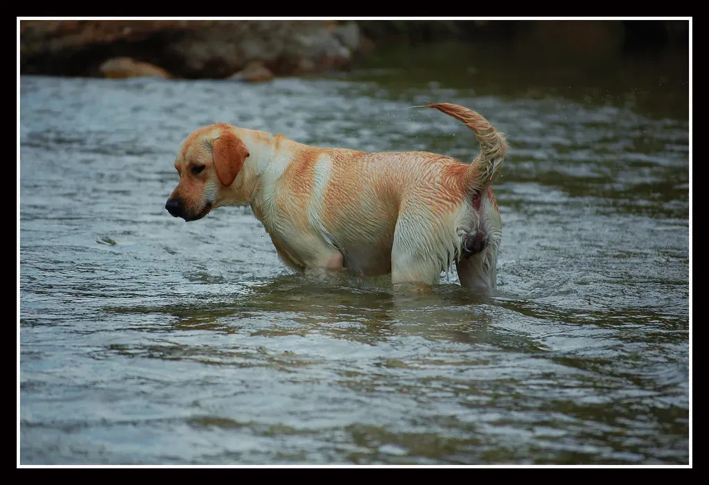 2. Labrador Retriever: Your Forever Adventure Buddy (Kevin Rodriguez Ortiz, Flickr, CC BY 2.0)