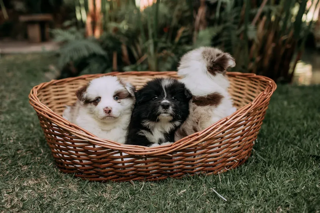 Troubleshooting Common Weaning Challenges (Image Credits: Unsplash)