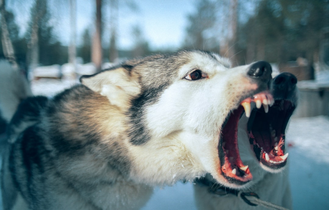 The Heartbreaking Reality of Wolf-Dog Encounters (Image Credits: Unsplash)