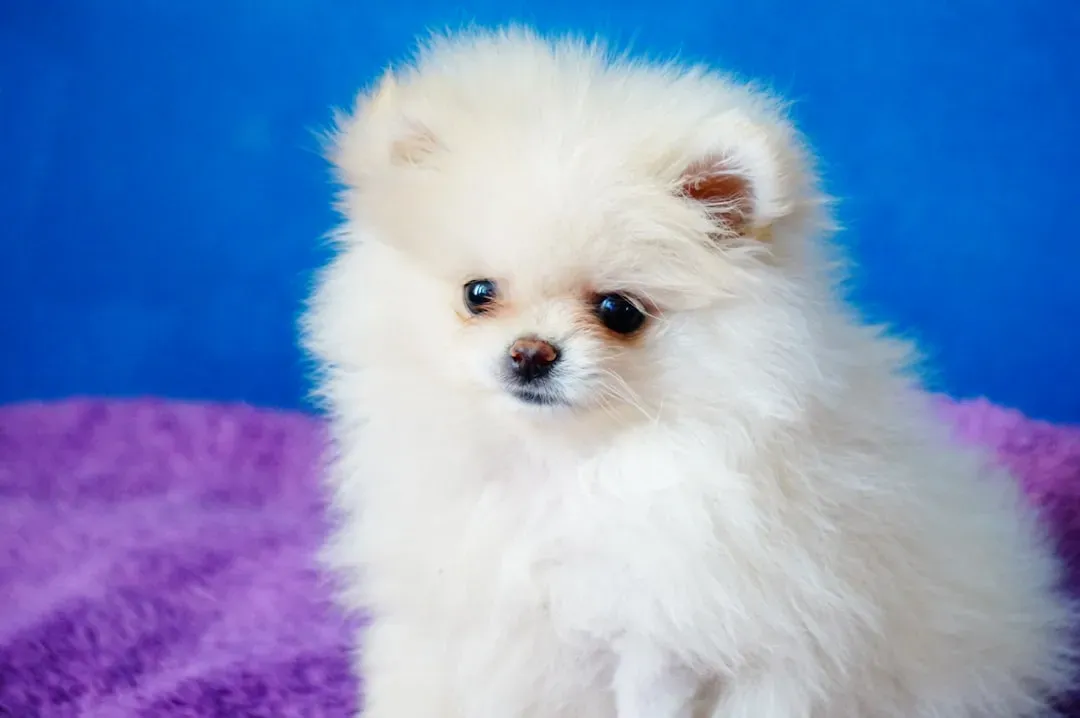 9. Pomeranian: The Fluffy Cloud That Just Keeps Going (Image Credits: Unsplash)