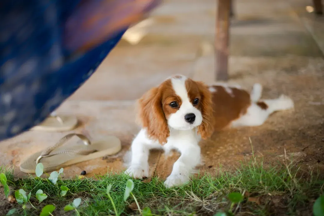 The Cavalier King Charles Spaniel: Trusting Companion (Image Credits: Unsplash)