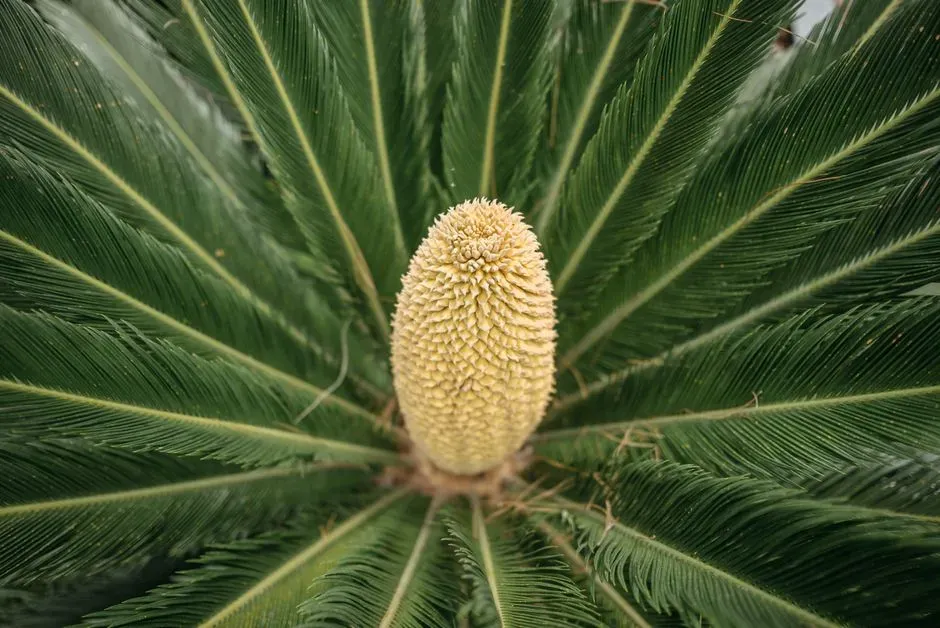 4. Sago Palm: A “Tropical” Accent That Can Be Deadly (Image Credits: Pexels)