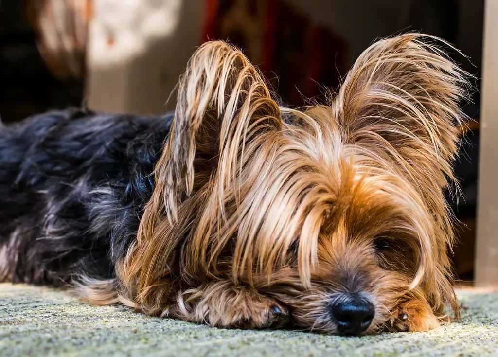 7. Yorkshire Terrier (Image Credits: Flickr)