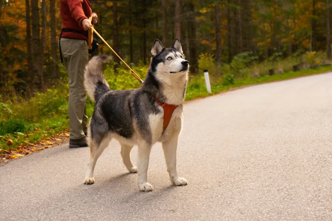 #1 - The "We Agreed on Walks, Not Marathons" Debate (Image Credits: Unsplash)