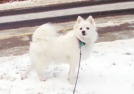 American Eskimo Dog (Uris took this photograph, BSD)