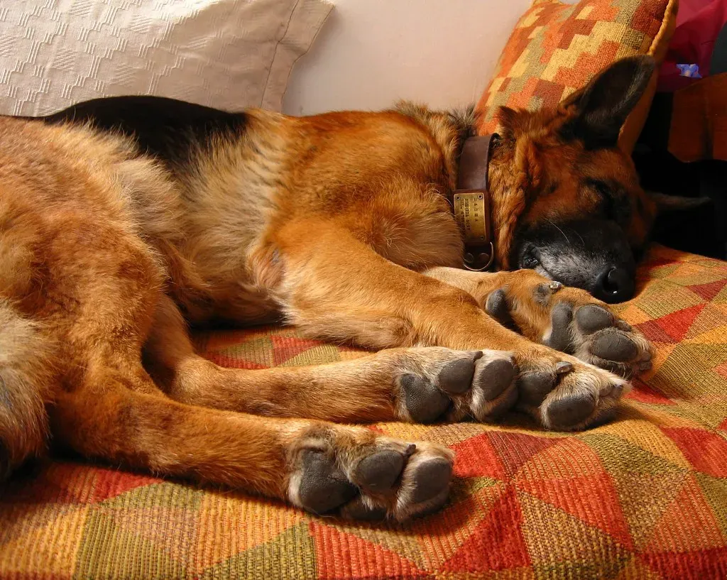 They Sleep Near You or On Your Bed (Image Credits: Flickr)