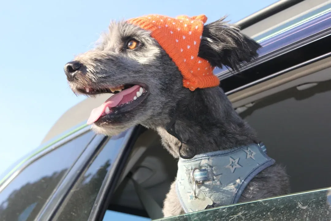 #2 Wrapping Your Dog in Wet Towels or Blankets (Image Credits: Unsplash)