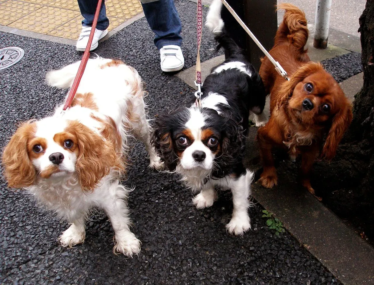 #2: Cavalier King Charles Spaniel - Built for Taurus Comfort (Flickr, CC BY 2.0)