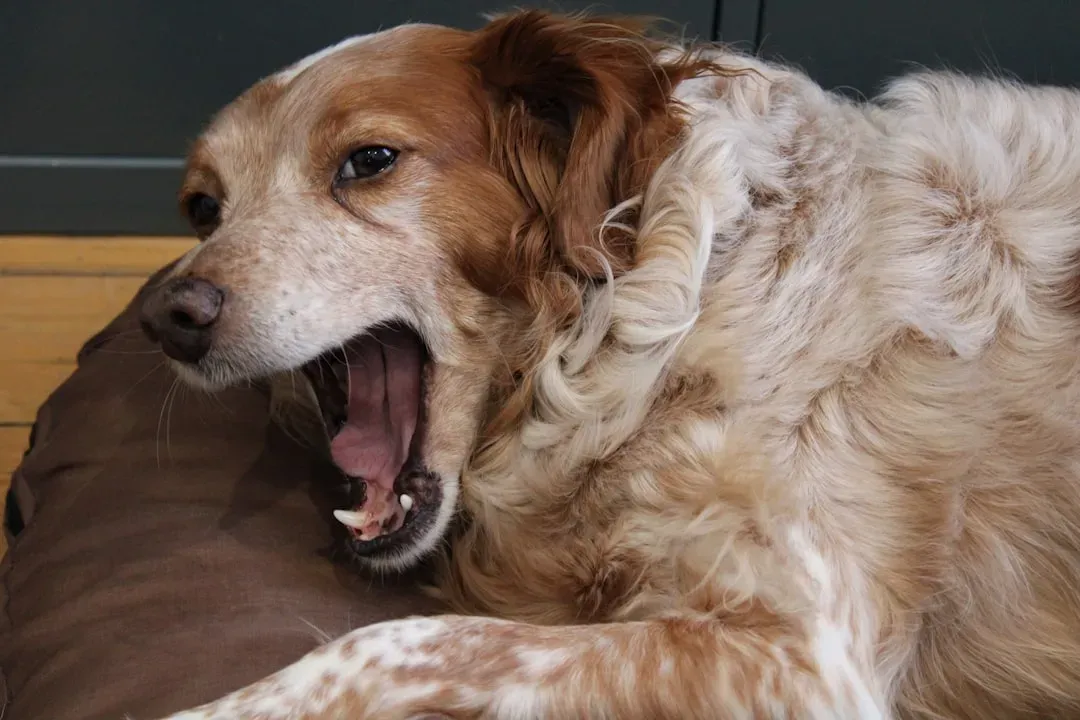 Fear and Anxiety Can Trigger Persistent Barking (Image Credits: Unsplash)