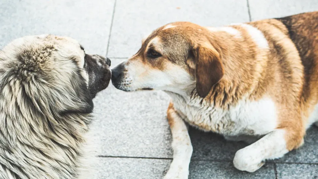 Pisces: The Empathetic Dreamer Who Feels Everything (Image Credits: Unsplash)