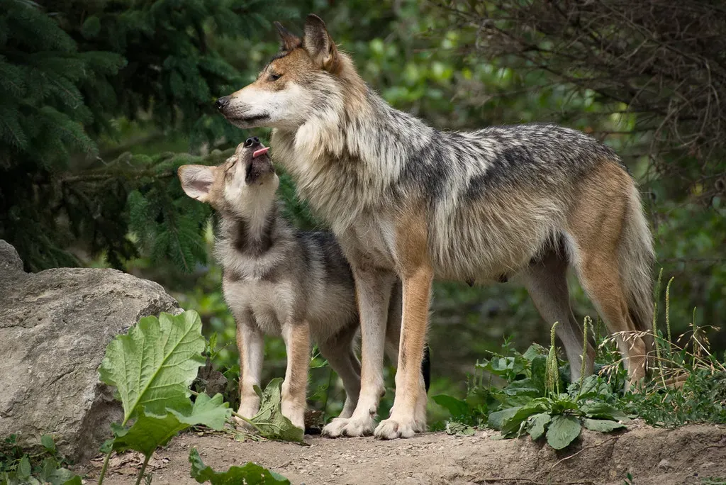 Human Intervention: The Pup Adoption Hypothesis (Bob Haarmans, Flickr, CC BY 2.0)