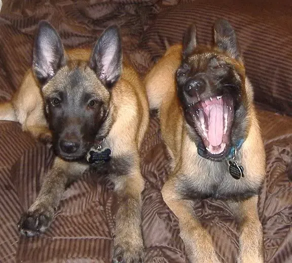 Aries: The Bold Adventurer Meets Their Match (Image Credits: Flickr)