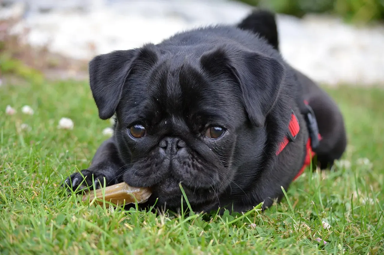 5. Pug: Small Body, Enormous Heart (Image Credits: Pixabay)