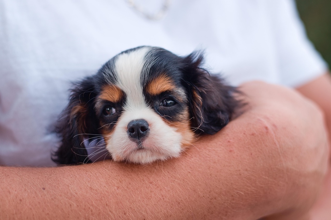 Cavalier King Charles Spaniels (Image Credits: Pixabay)