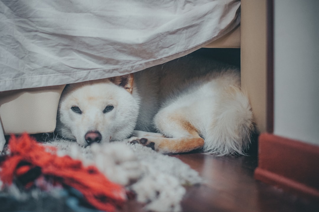 Shiba Inus: Born Housebroken (Image Credits: Unsplash)