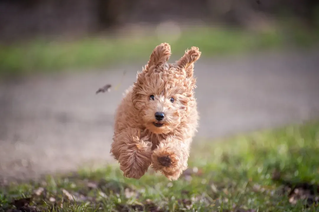 #1 - Poodle (All Sizes): The Mischief Mastermind in Disguise (Image Credits: Unsplash)
