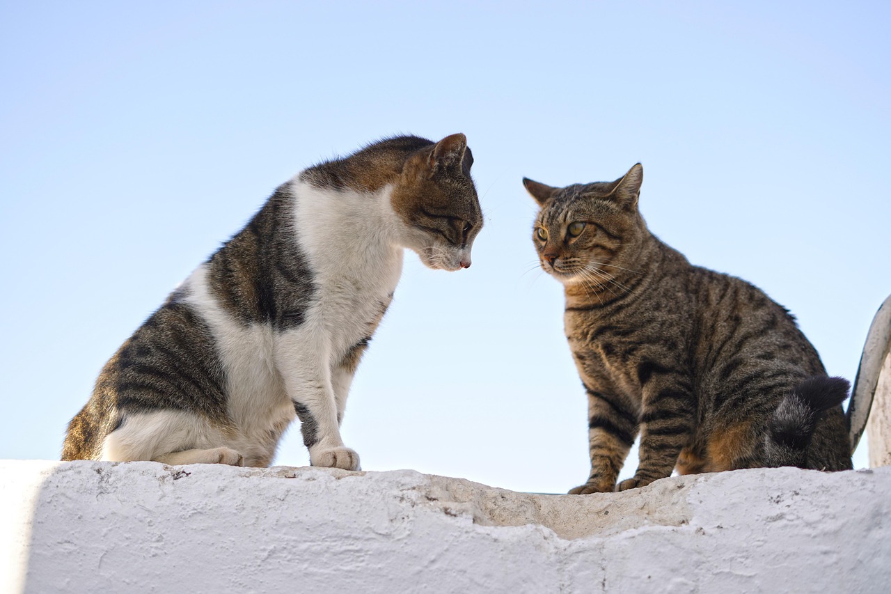 Every Cat is Unique: Respecting Individual Preferences (Image Credits: Pixabay)