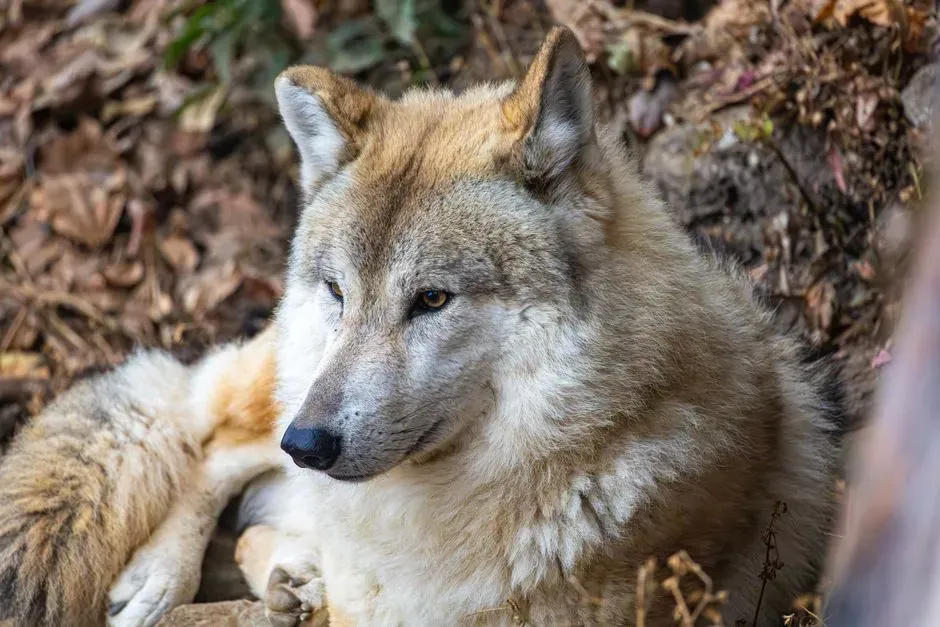 Why Wolves Do Not Use the Same Eye-Contact Strategy (Image Credits: Pexels)