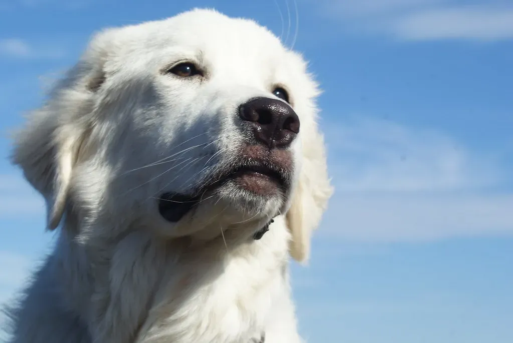 4. Akbash: The Silent Sentinel With a Strategic Mind (Dallas Krentzel, Flickr, CC BY 2.0)