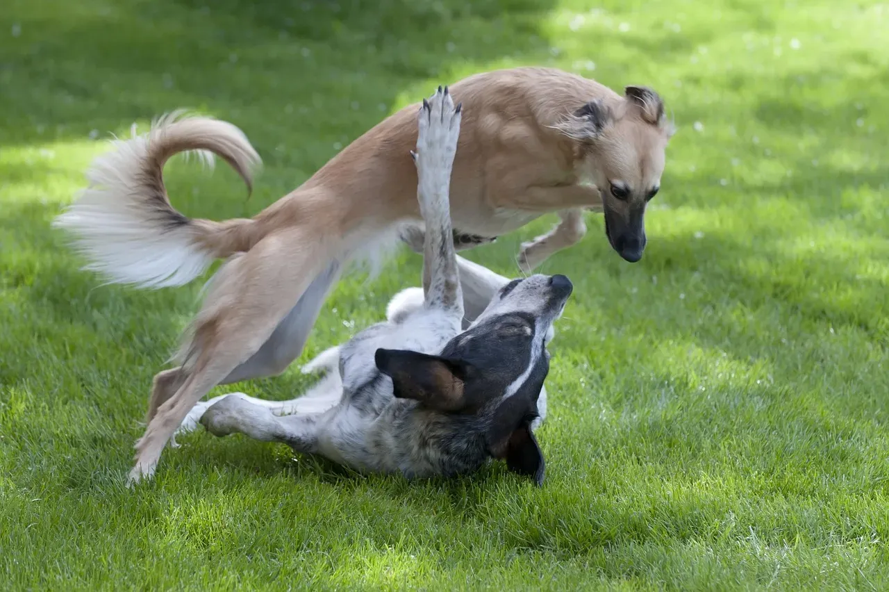 Whippet: The Sleek Minimalist of the Dog World (Image Credits: Pixabay)