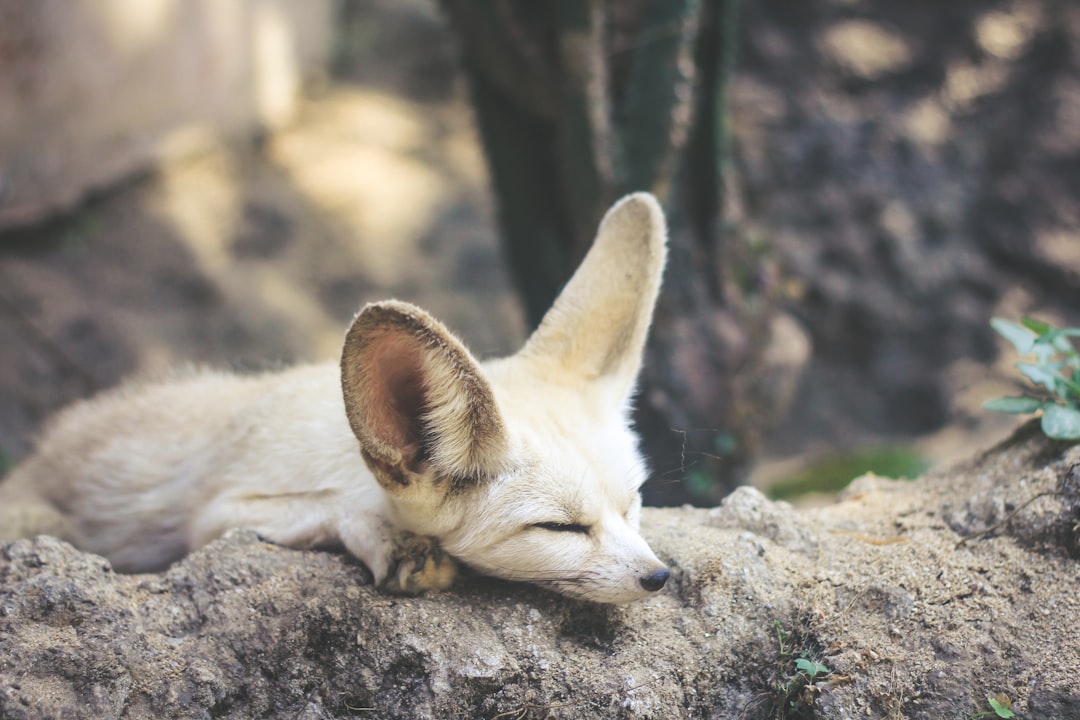 What Veterinary Experts Say About Fox Behavior and Training (Image Credits: Unsplash)