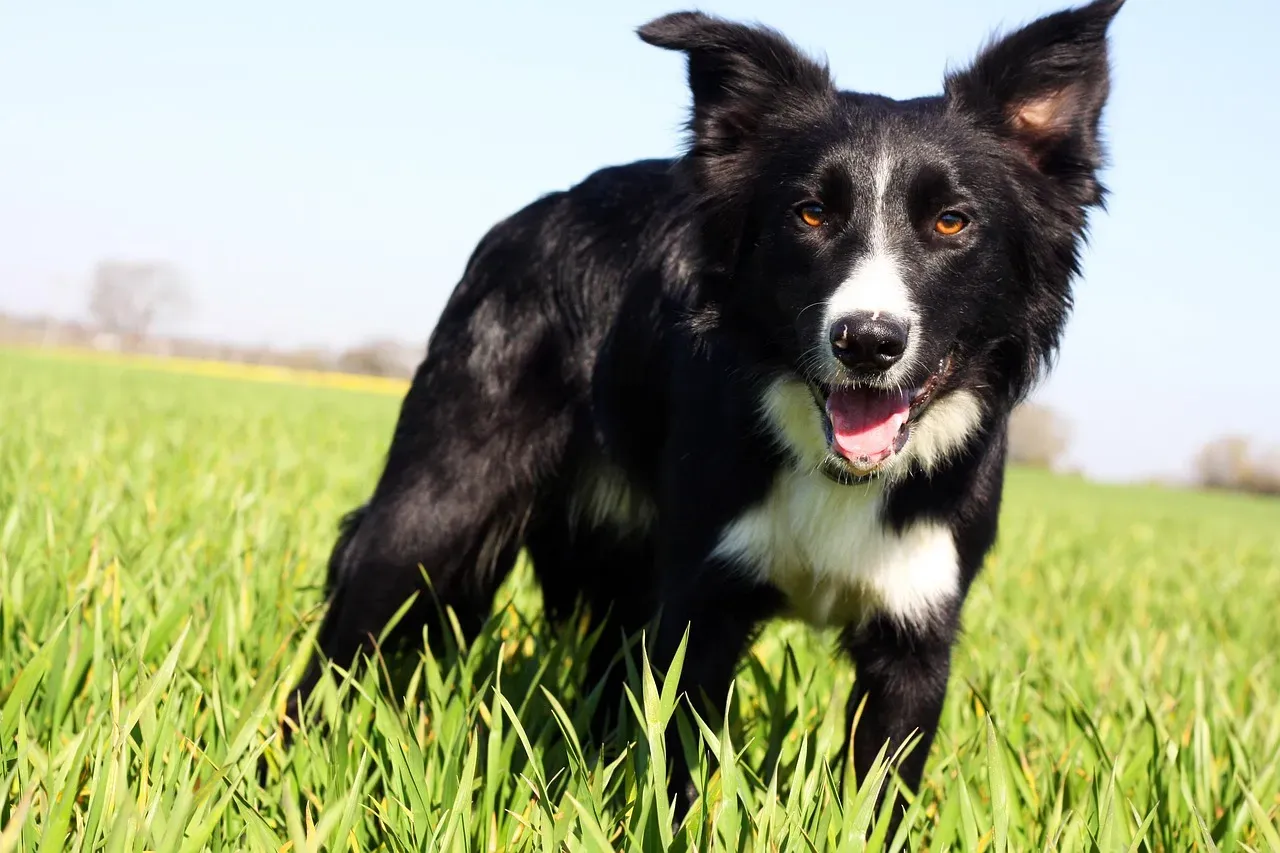 The Border Collie: The Gold Standard of Canine Cooperation (Image Credits: Pixabay)