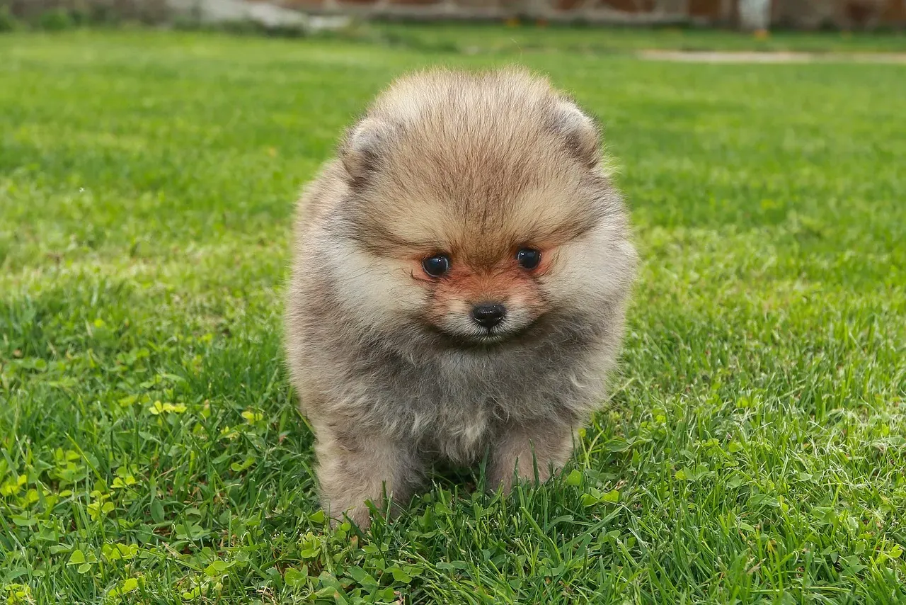 Pomeranian: Fluffy But Not Fussy (Image Credits: Pixabay)
