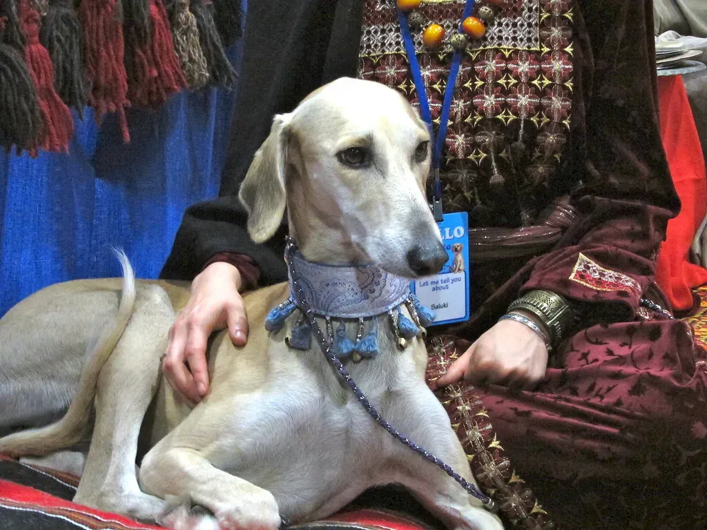 8. Saluki: The Quiet Desert Hound With a Gentle, Loyal Heart (Petful.com, Flickr, CC BY 2.0)