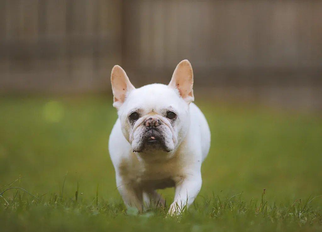 Their Needs Are More Manageable Than You'd Think (Image Credits: Flickr)