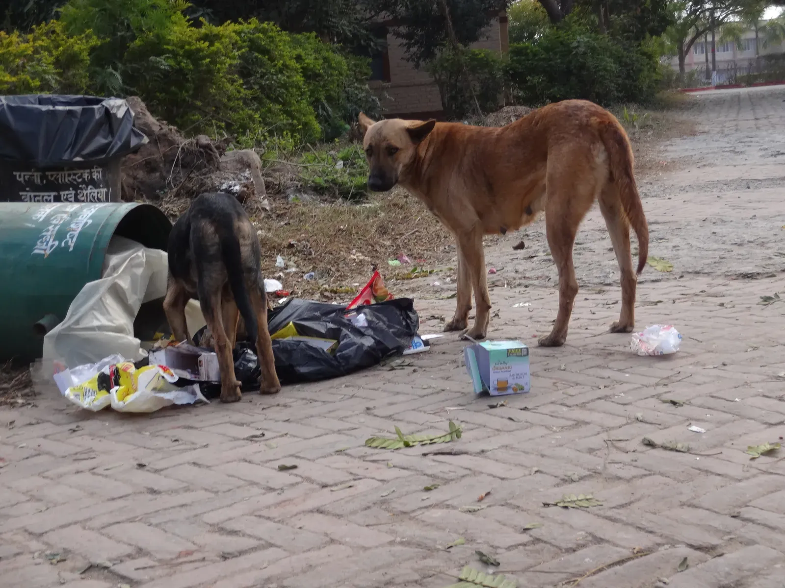 It's All About That Ancient Scavenging Instinct (Image Credits: Wikimedia)