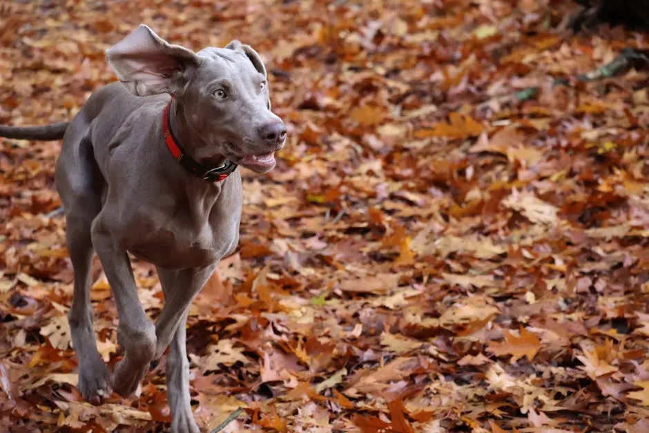 5. Weimaraner: The Velcro Dog That Turns Clingy Into Chaos (Image Credits: Pexels)