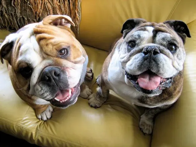 English Bulldog: The Low-Energy Companion (Image Credits: Wikimedia)