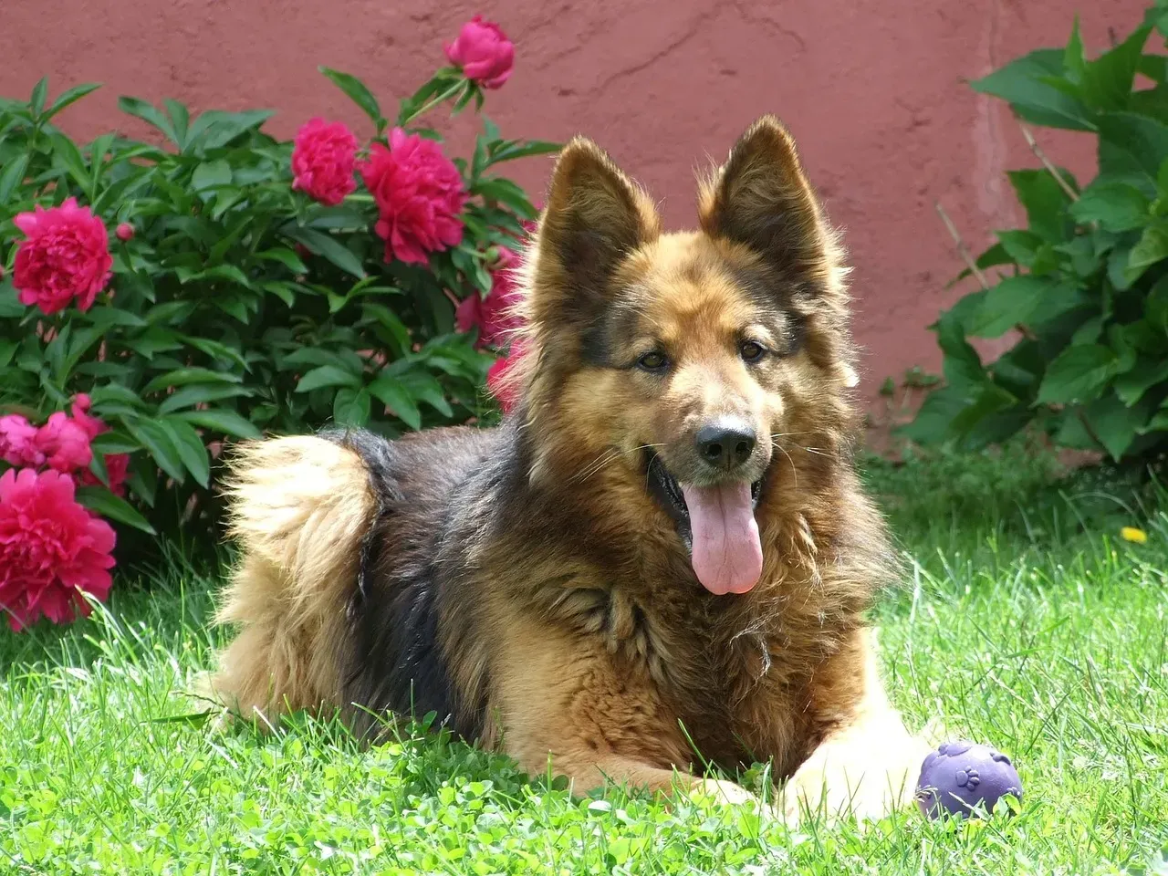 German Shepherds: Working Dogs Who Need Room (Image Credits: Pixabay)