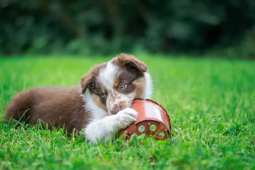 Teething Puppies Need Relief (Image Credits: Unsplash)