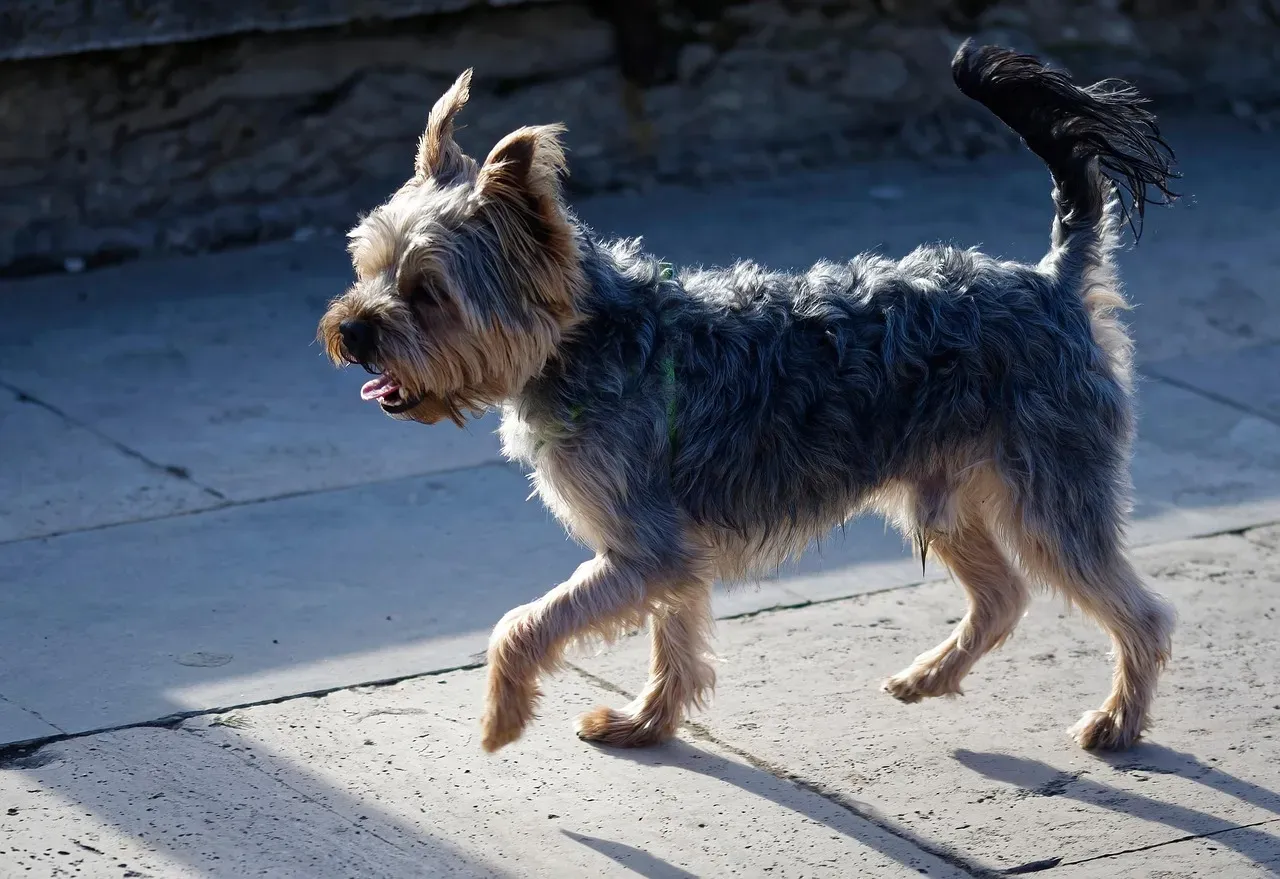 Breed Differences Matter More Than You Might Think (Image Credits: Pixabay)